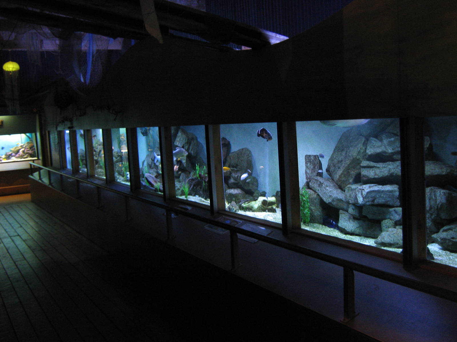 tropical freshwater aquarium