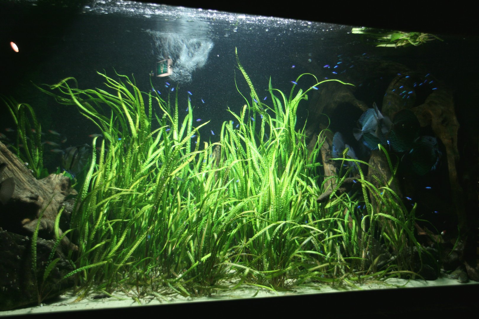 tropical freshwater aquarium