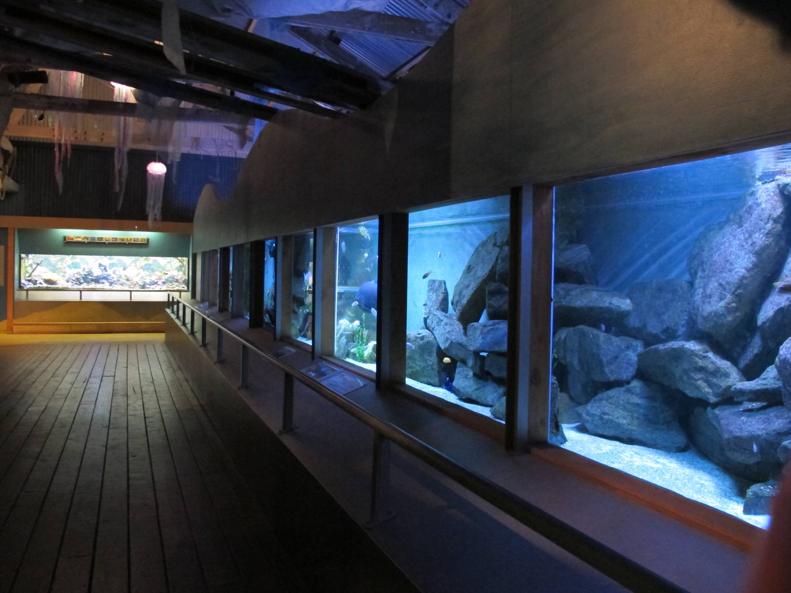 Tropical Freshwater Tank - Butterfly Creek 2011