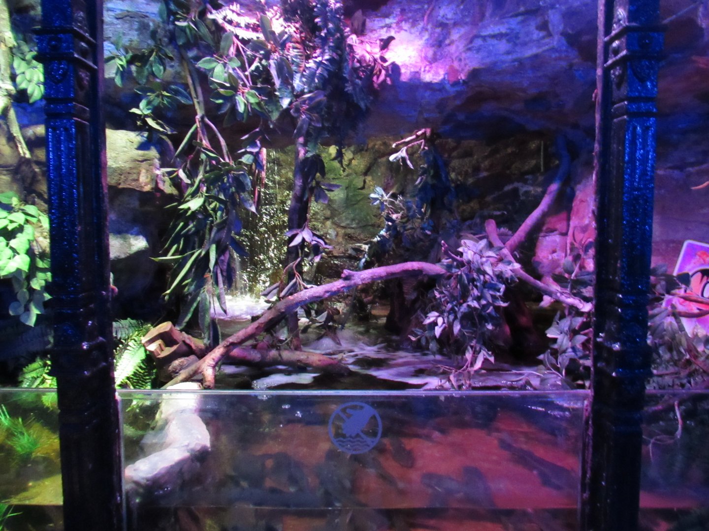 Tropical Freshwater Tank