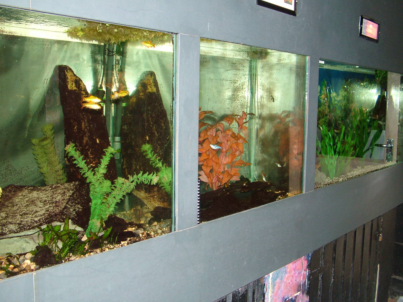 Tropical Freshwater Tanks at Matlock Bath Aquarium 14/02/10