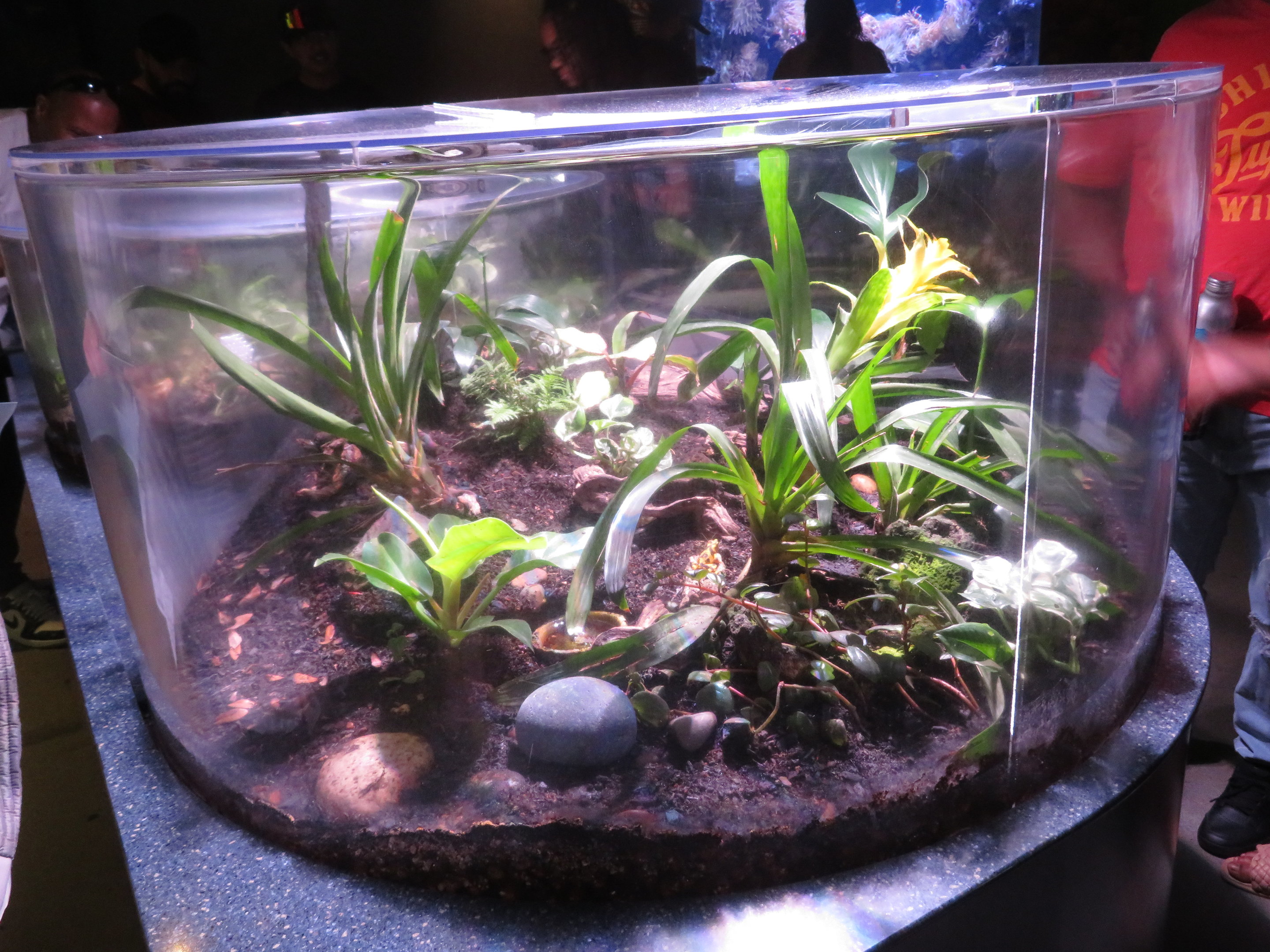 Tropical Frog Terrarium