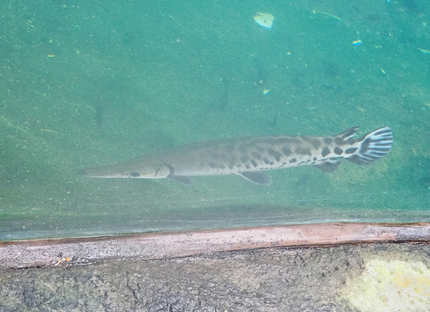 Tropical gar (Atractosteus tropicus), 2023-10-07