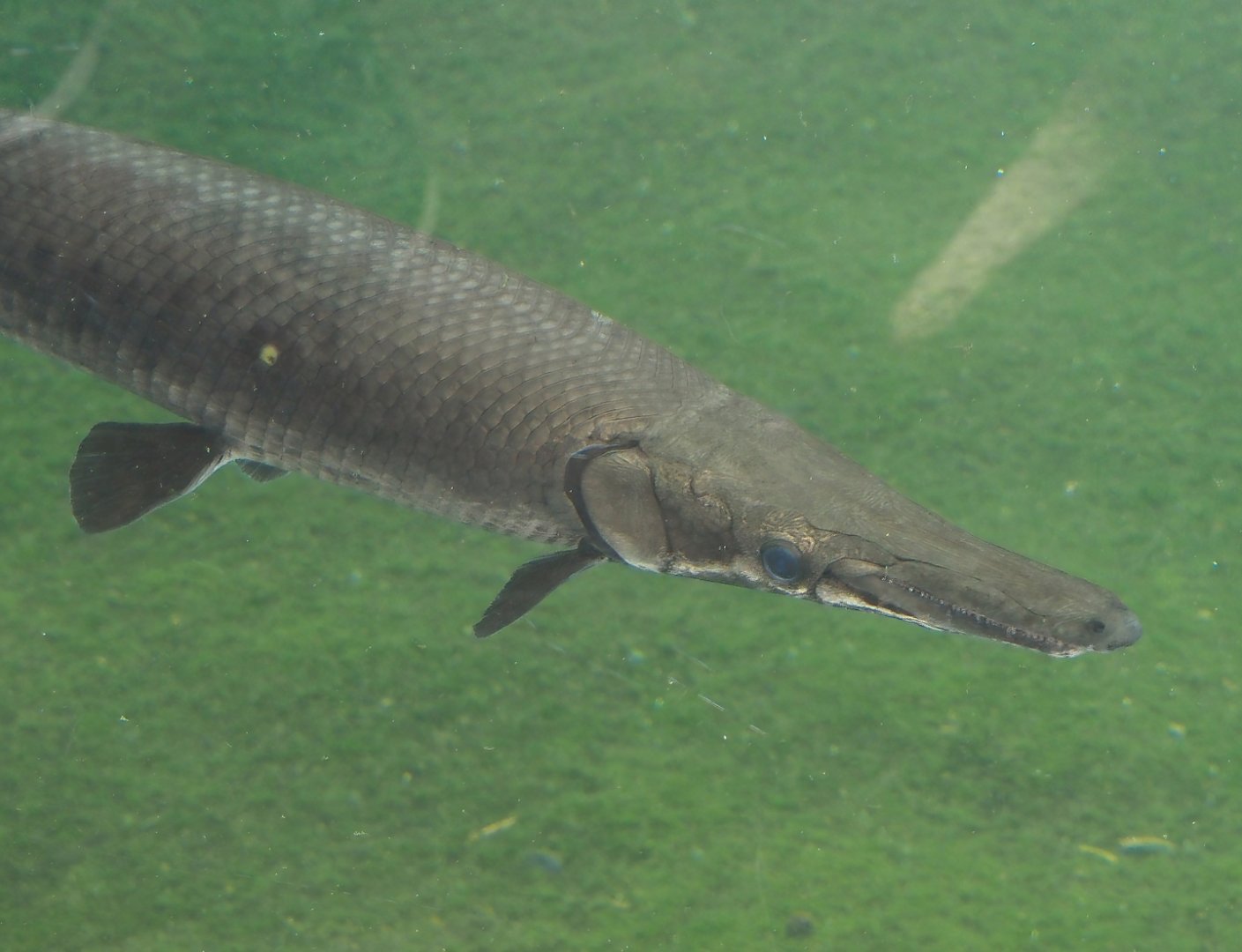 Tropical gar (Atractosteus tropicus), 2025-05-17