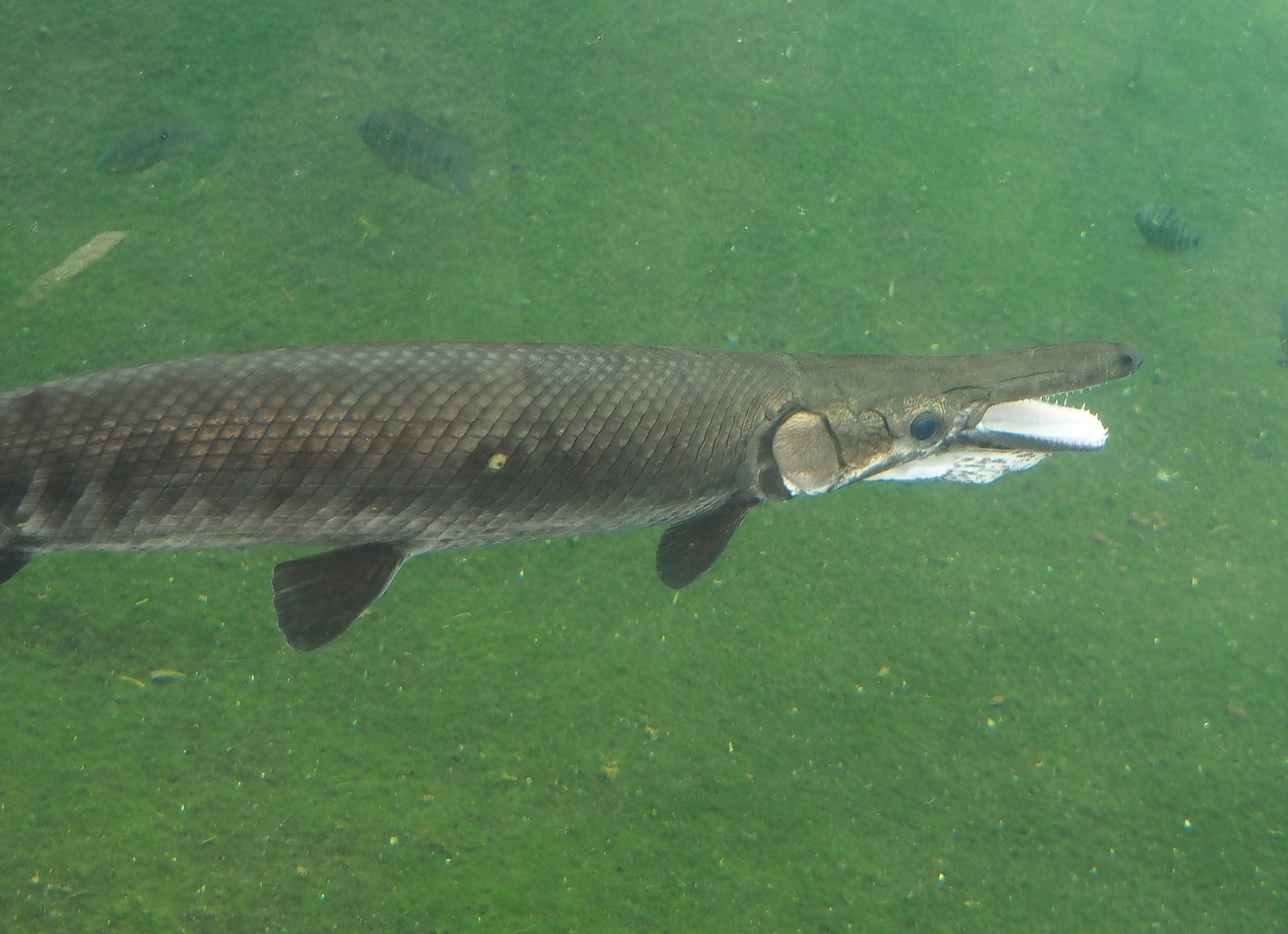 Tropical gar (Atractosteus tropicus), 2025-05-17
