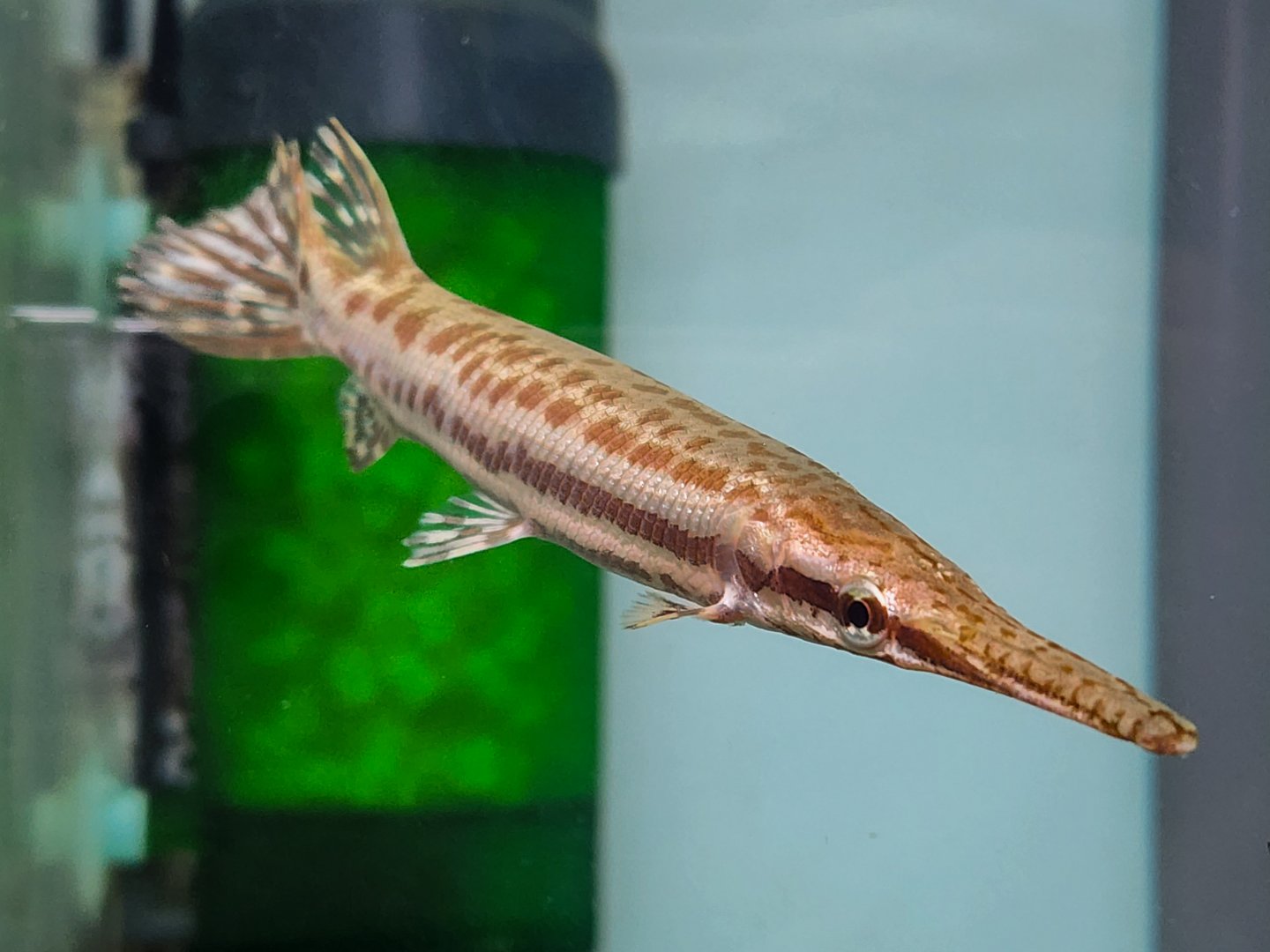 Tropical Gar (Atractosteus tropicus)