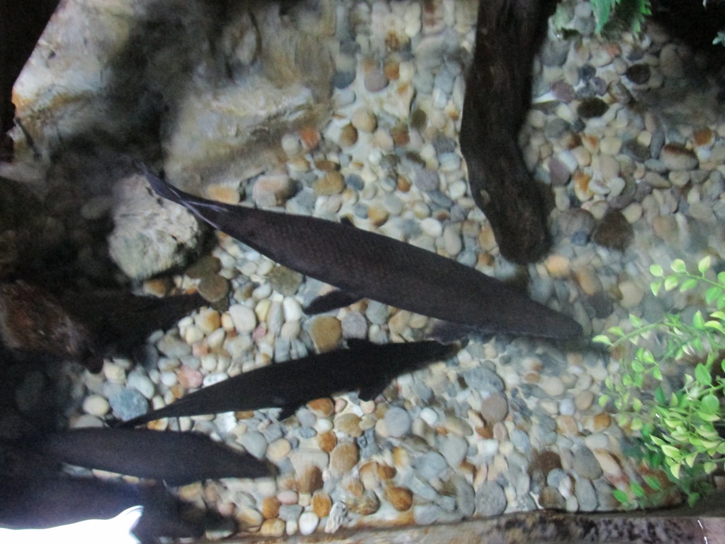 tropical gar