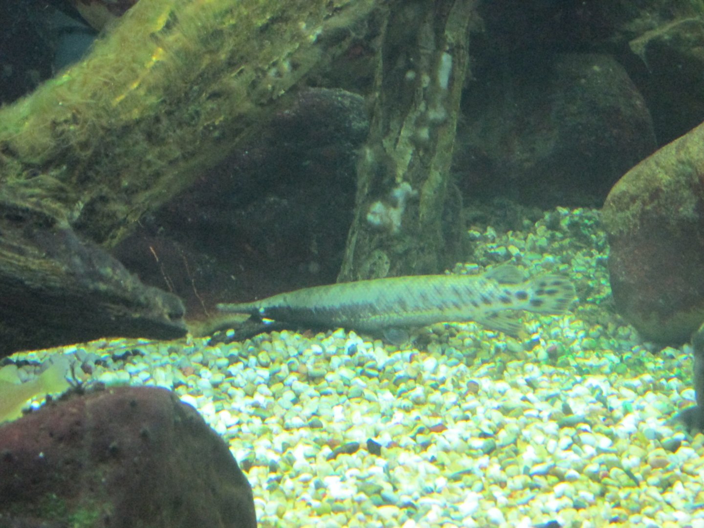 tropical gar