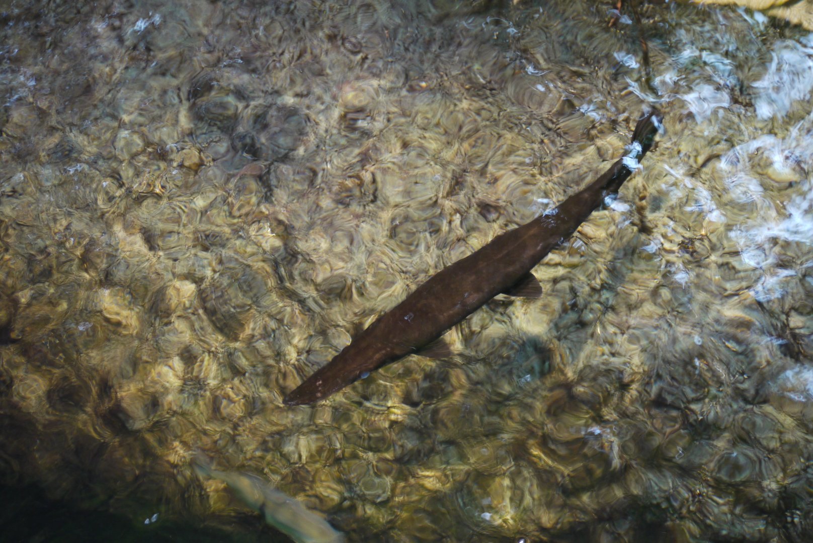 Tropical Gar
