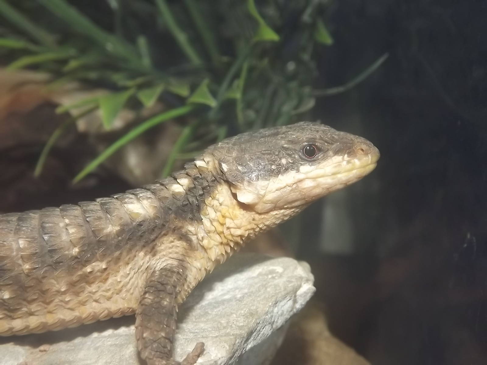 Tropical Girdled Lizard at Blackpool Zoo 04/08/12