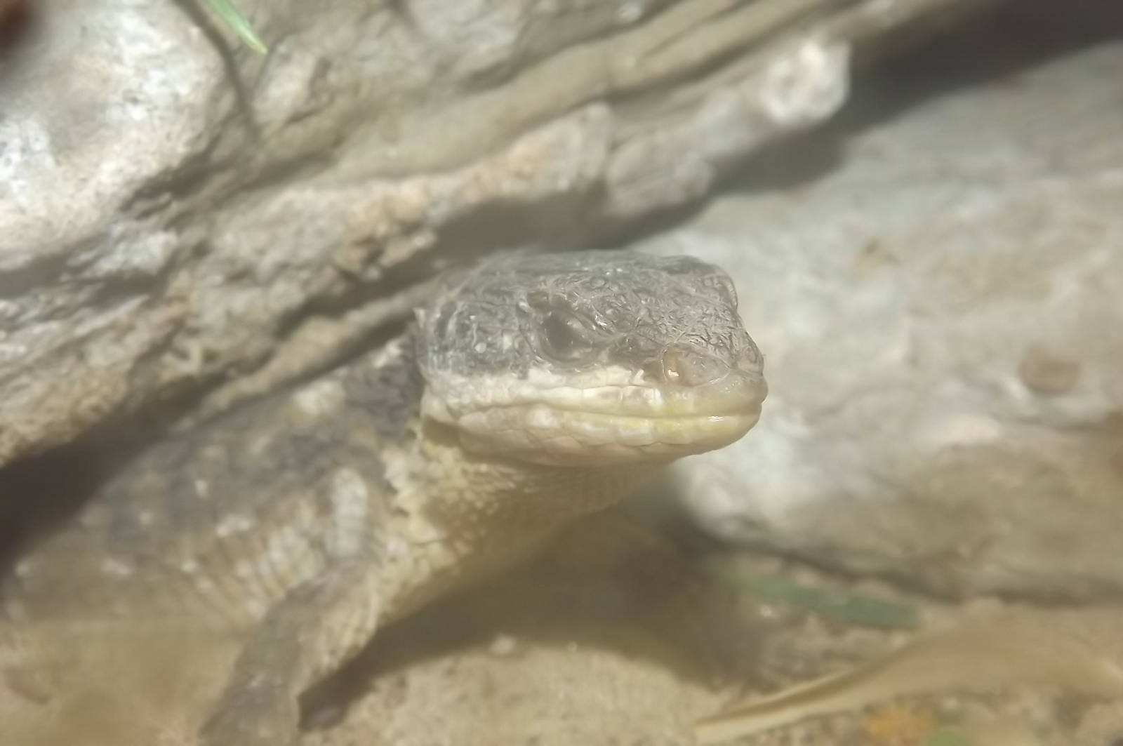 Tropical Girdled Lizard at Blackpool Zoo 14/07/12