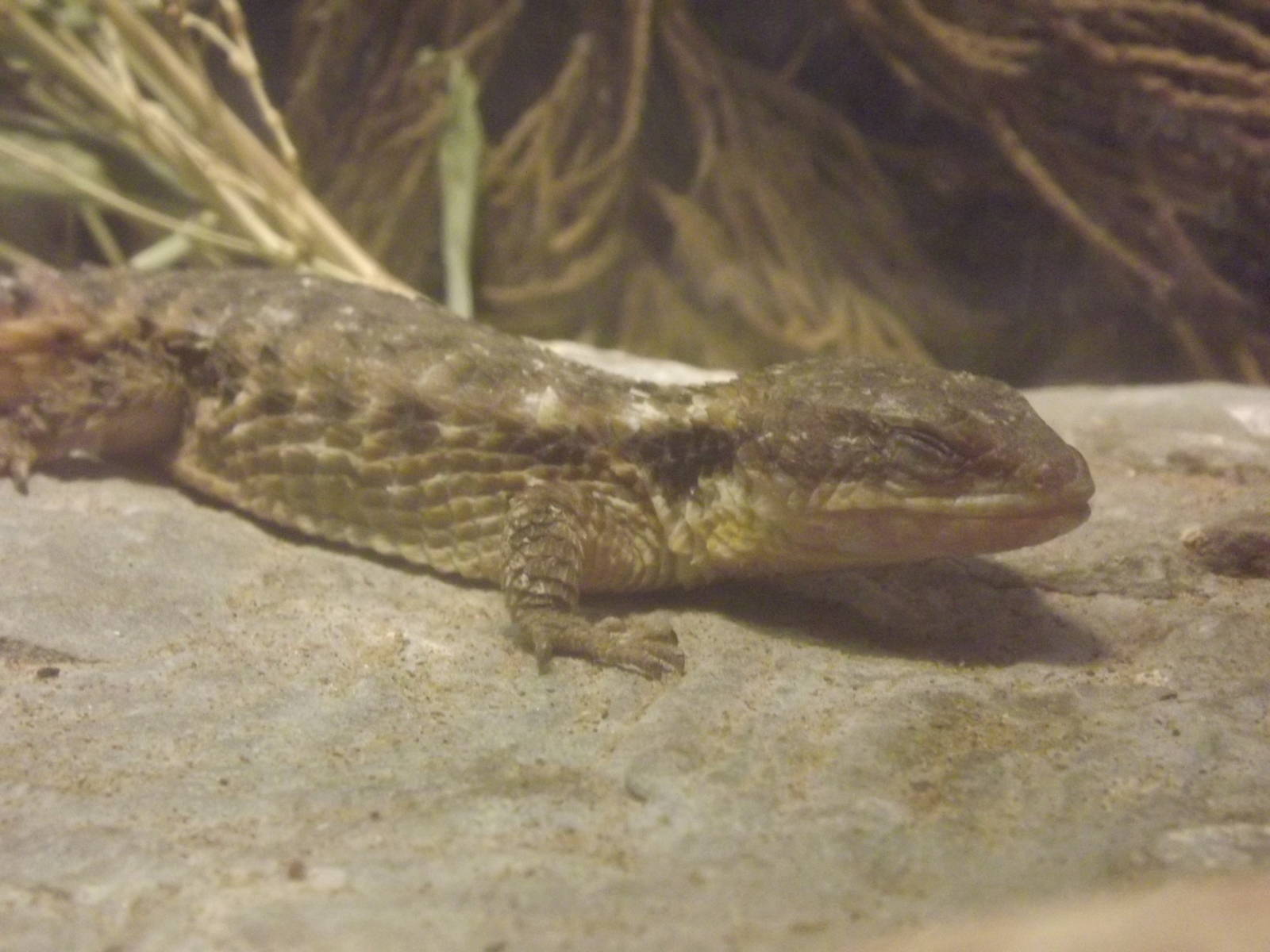 Tropical girdled lizard at Blackpool Zoo 15/01/12
