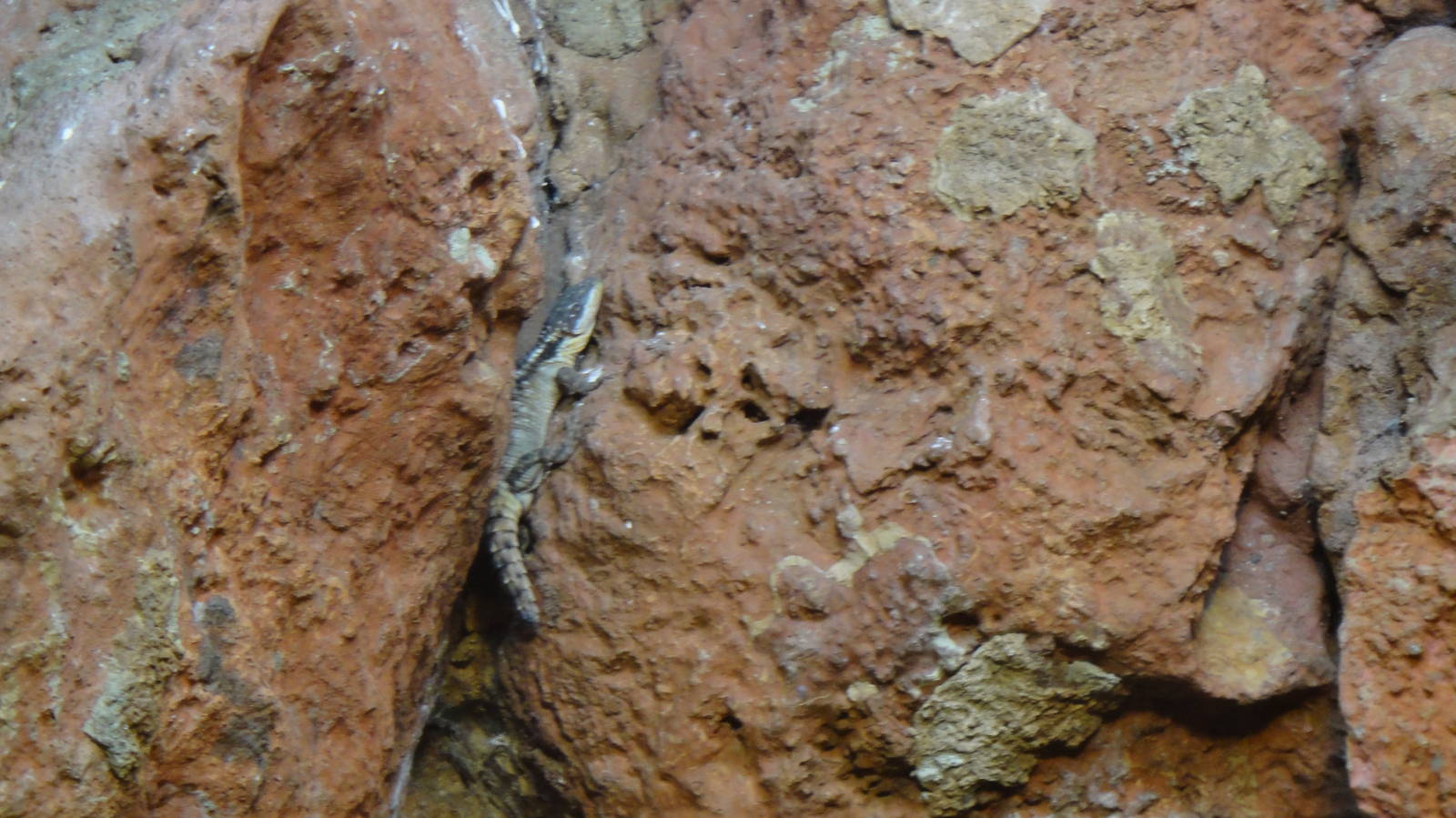 Tropical girdled lizard at Bronx zoo 2014-12-29