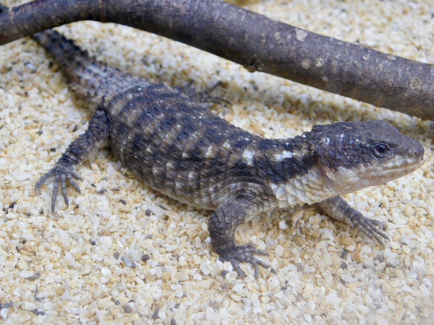 Tropical Girdled Lizard (Cordylus tropidosternum) March 15, 2025