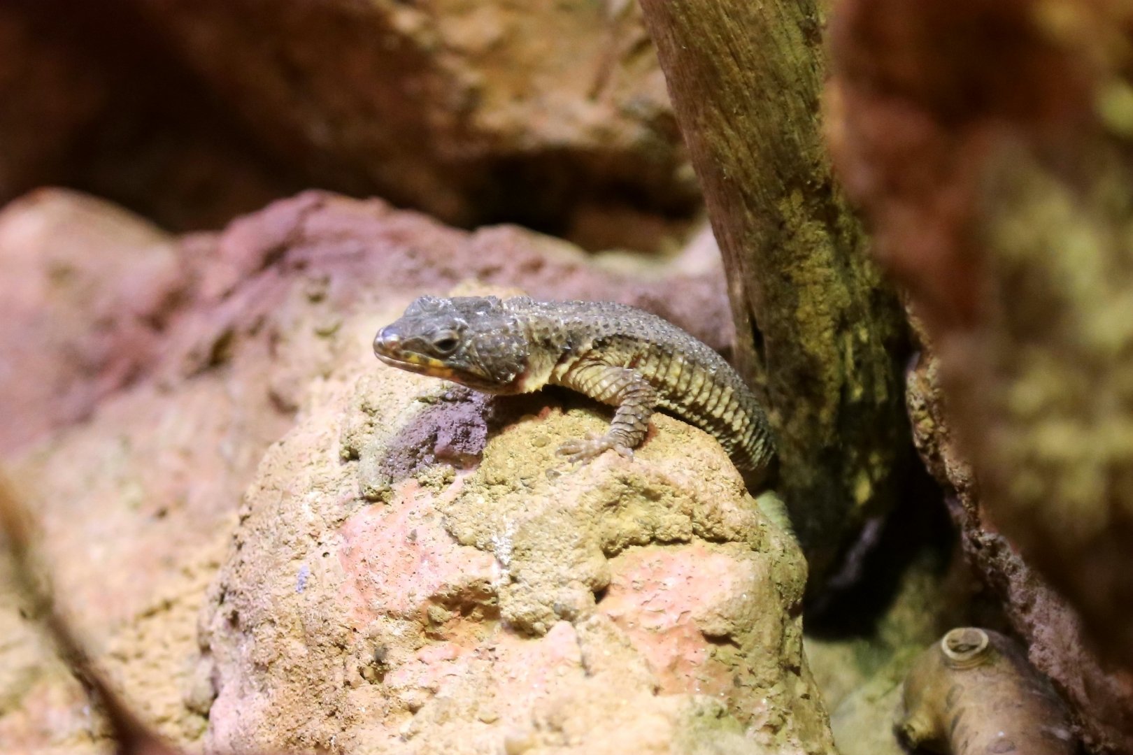 Tropical Girdled Lizard (Cordylus tropidosternum), May 2017