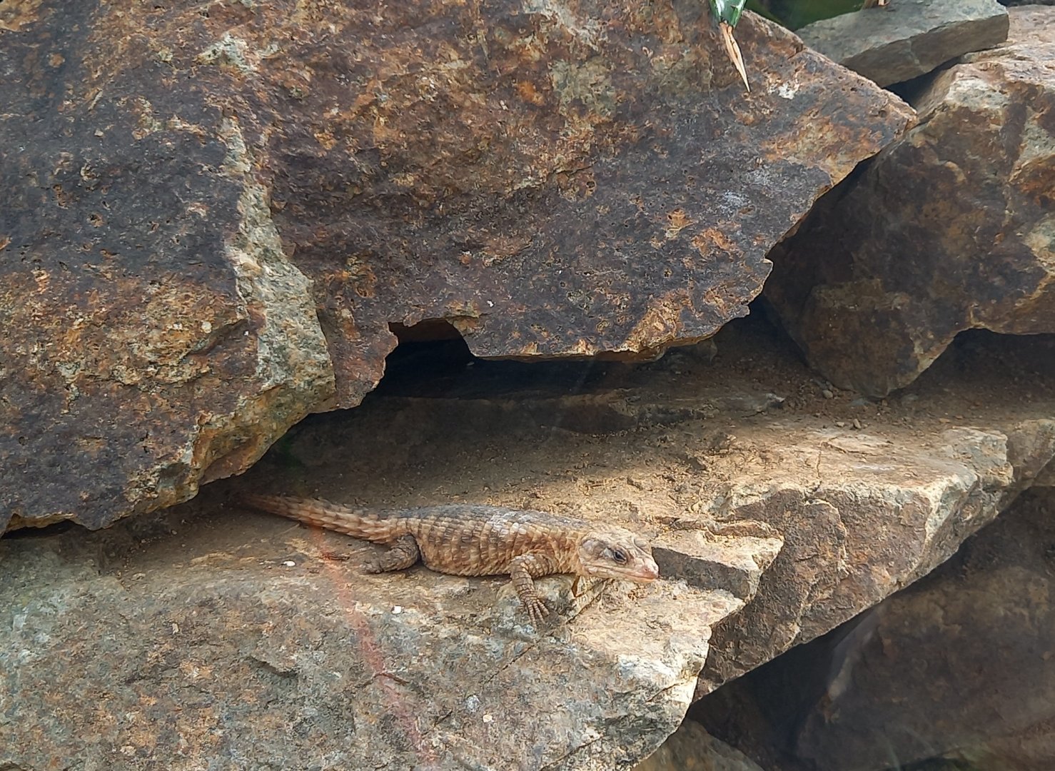 Tropical girdled lizard - Cordylus tropidosternum