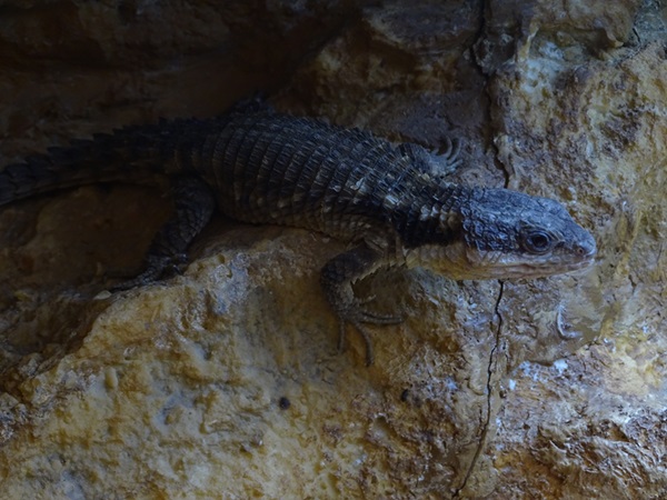 Tropical girdled lizard (Cordylus tropidosternum)