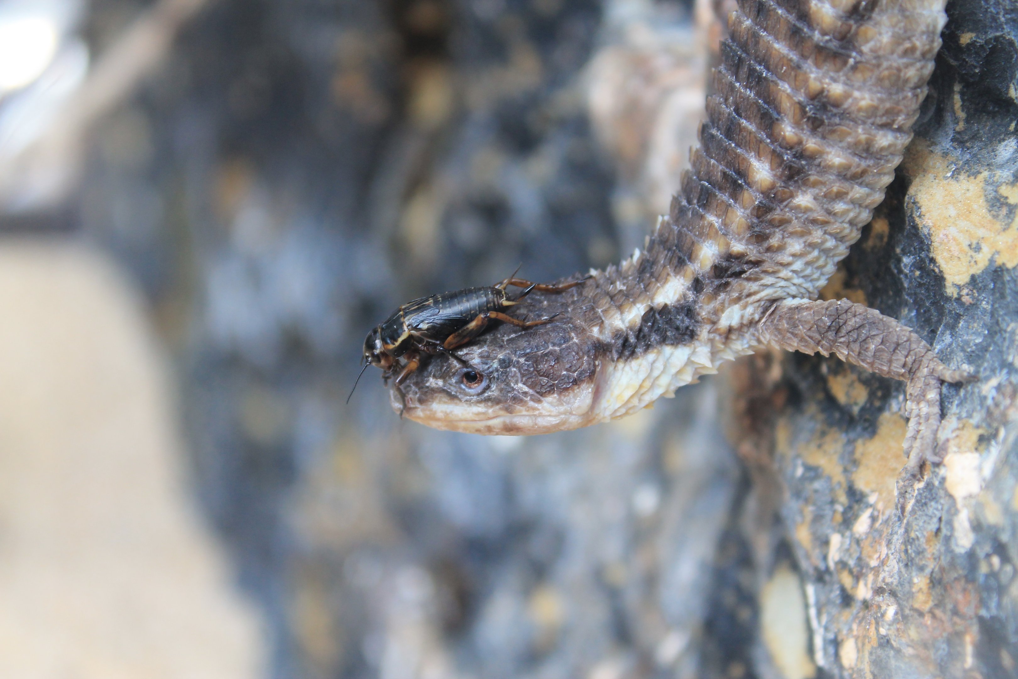 Tropical Girdled Lizard (Cordylus tropidosternum)
