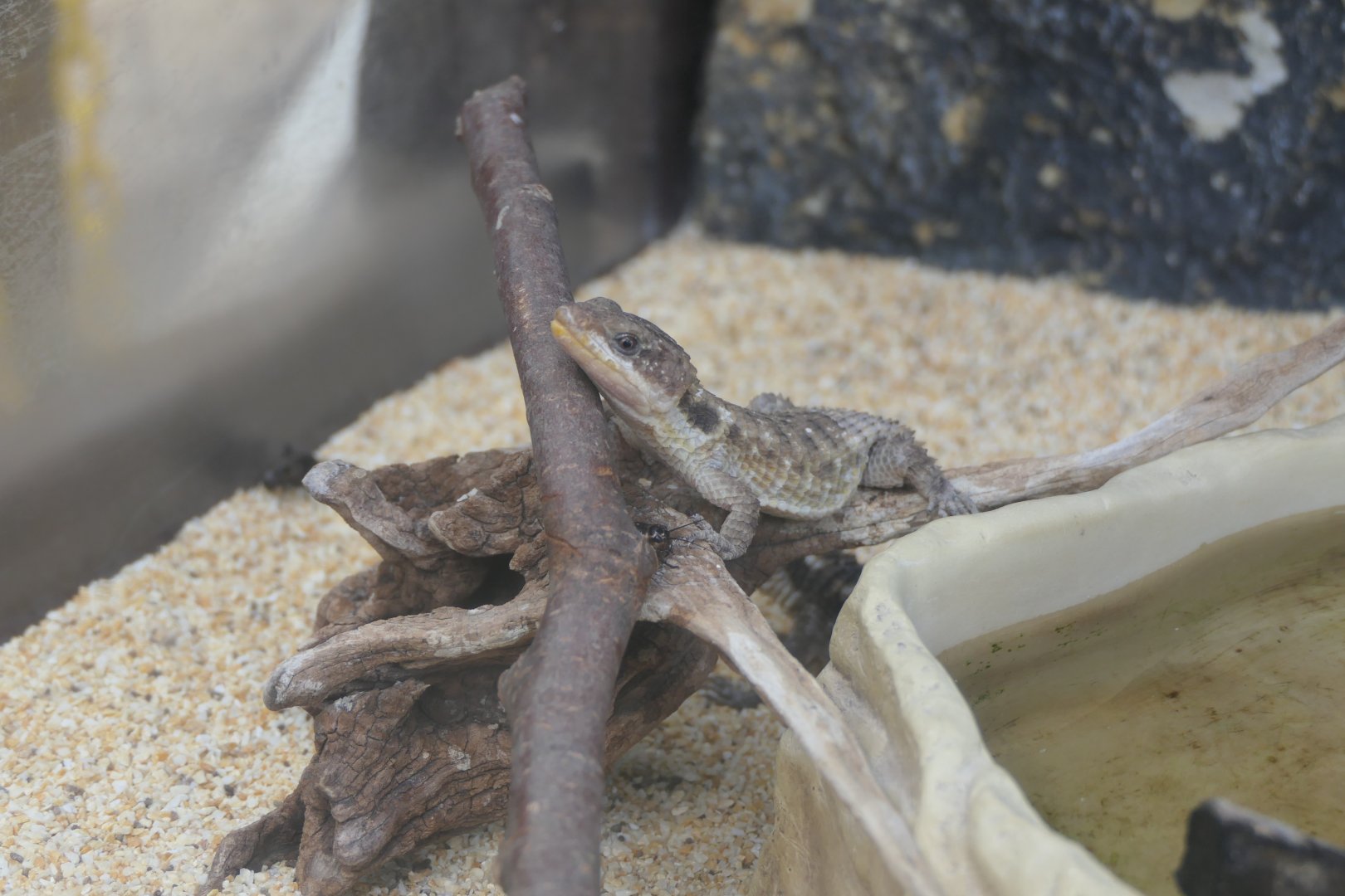 Tropical Girdled Lizard (Cordylus tropidosternum)