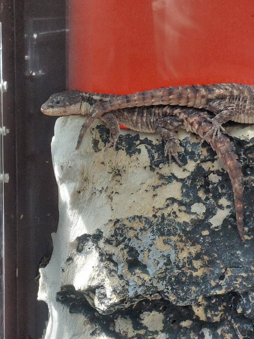 Tropical Girdled Lizard (Cordylus tropidosternum)