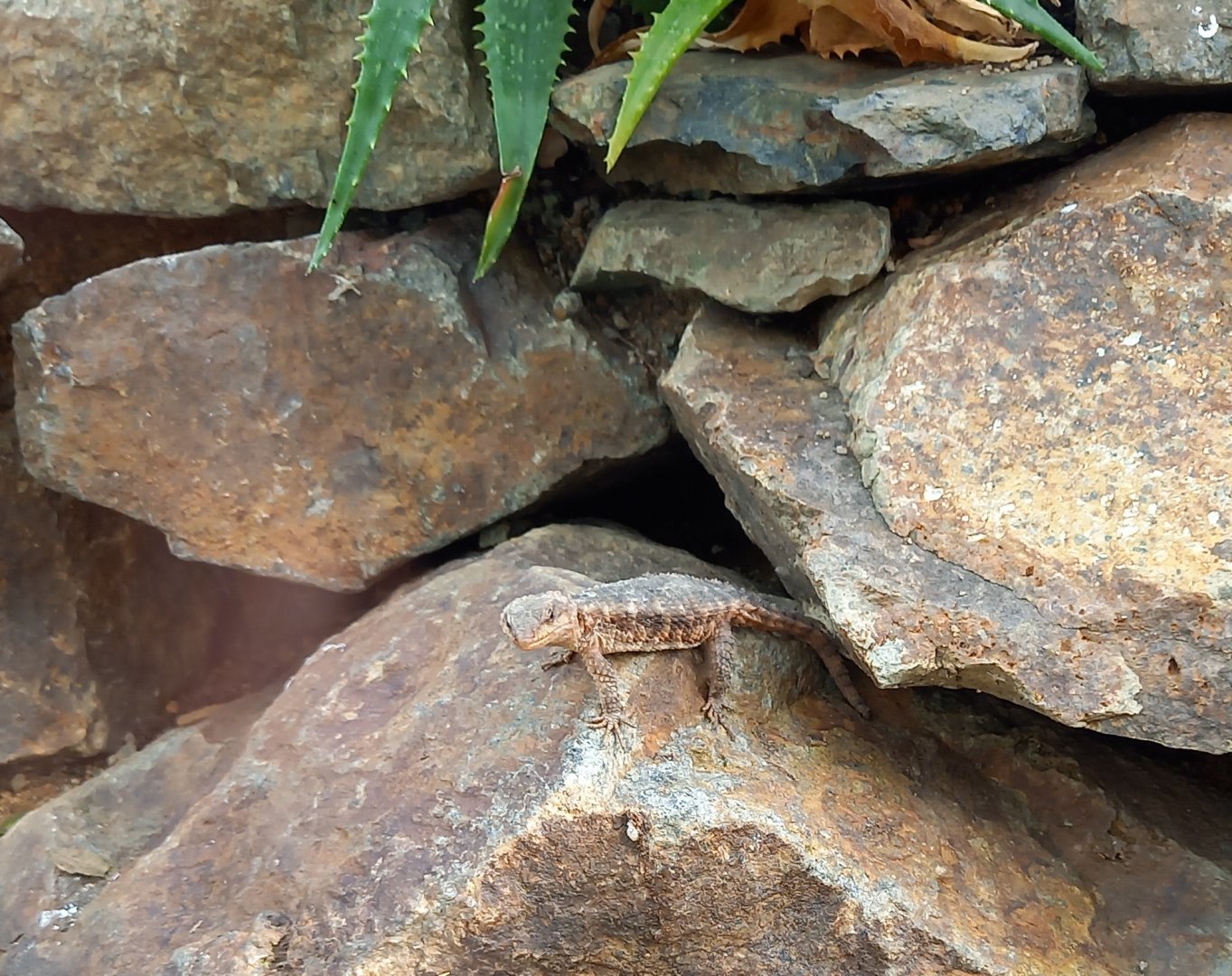 Tropical girdled lizard - Corydoras tropidosternum