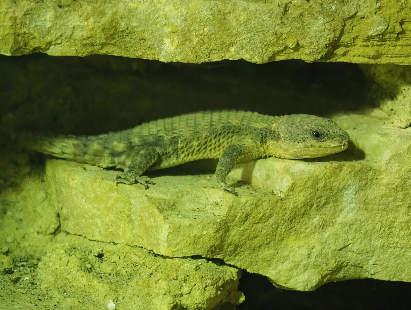 Tropical girdled lizard/Dwarf sungazer (Cordylus tropidosternum), 2023-05-15