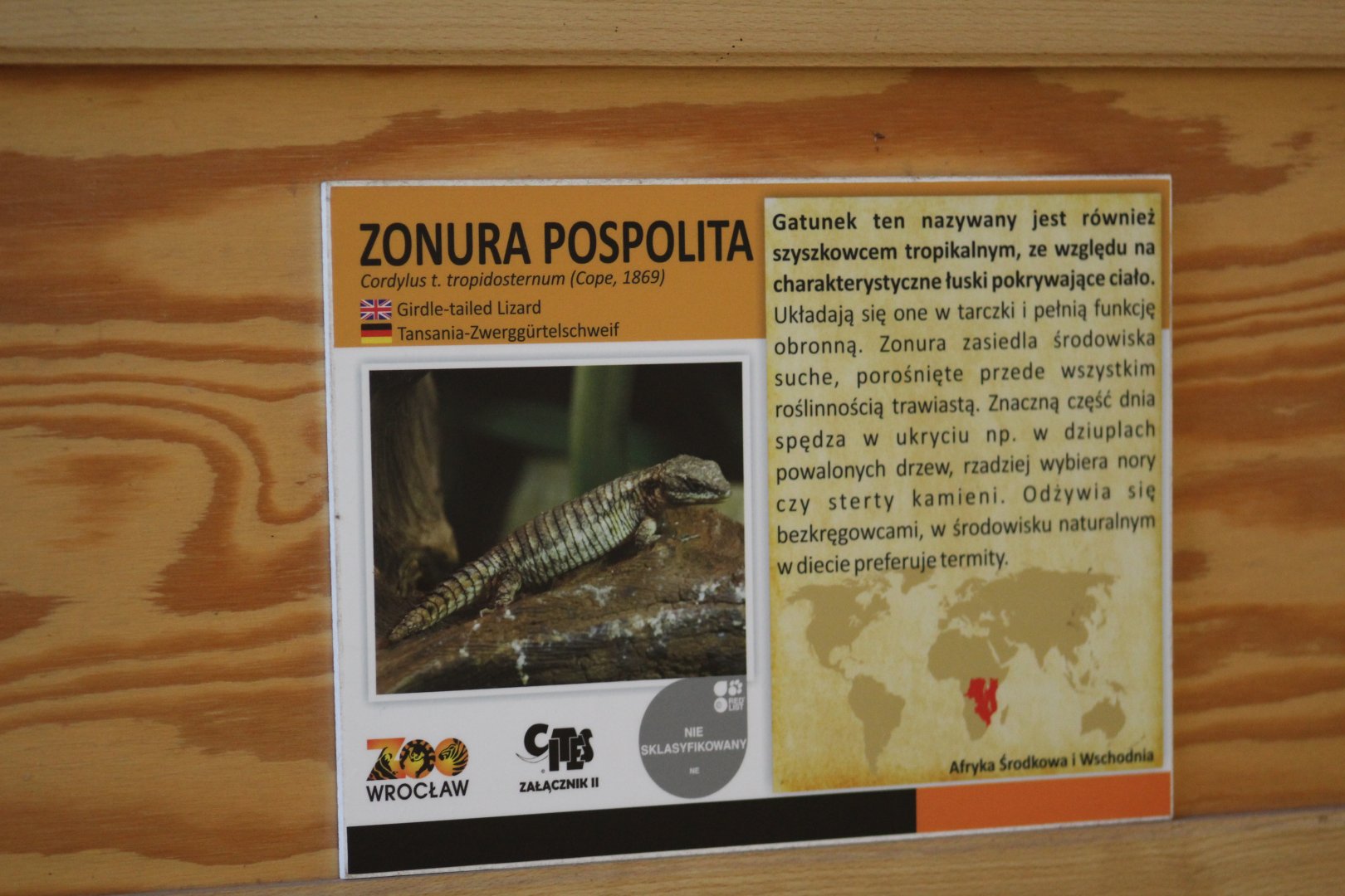 Tropical Girdled Lizard Signage