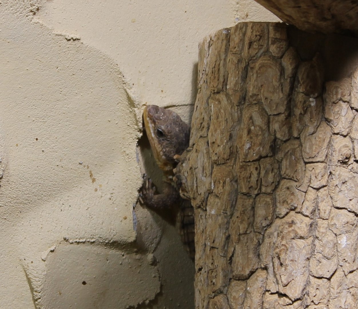 Tropical girdled lizard
