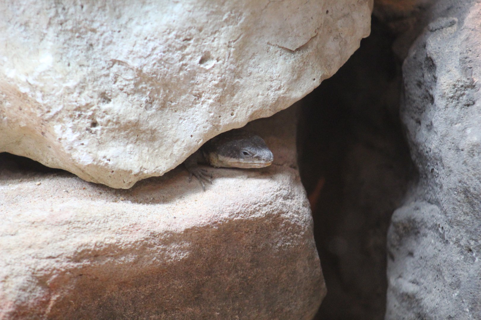 Tropical Girdled Lizard