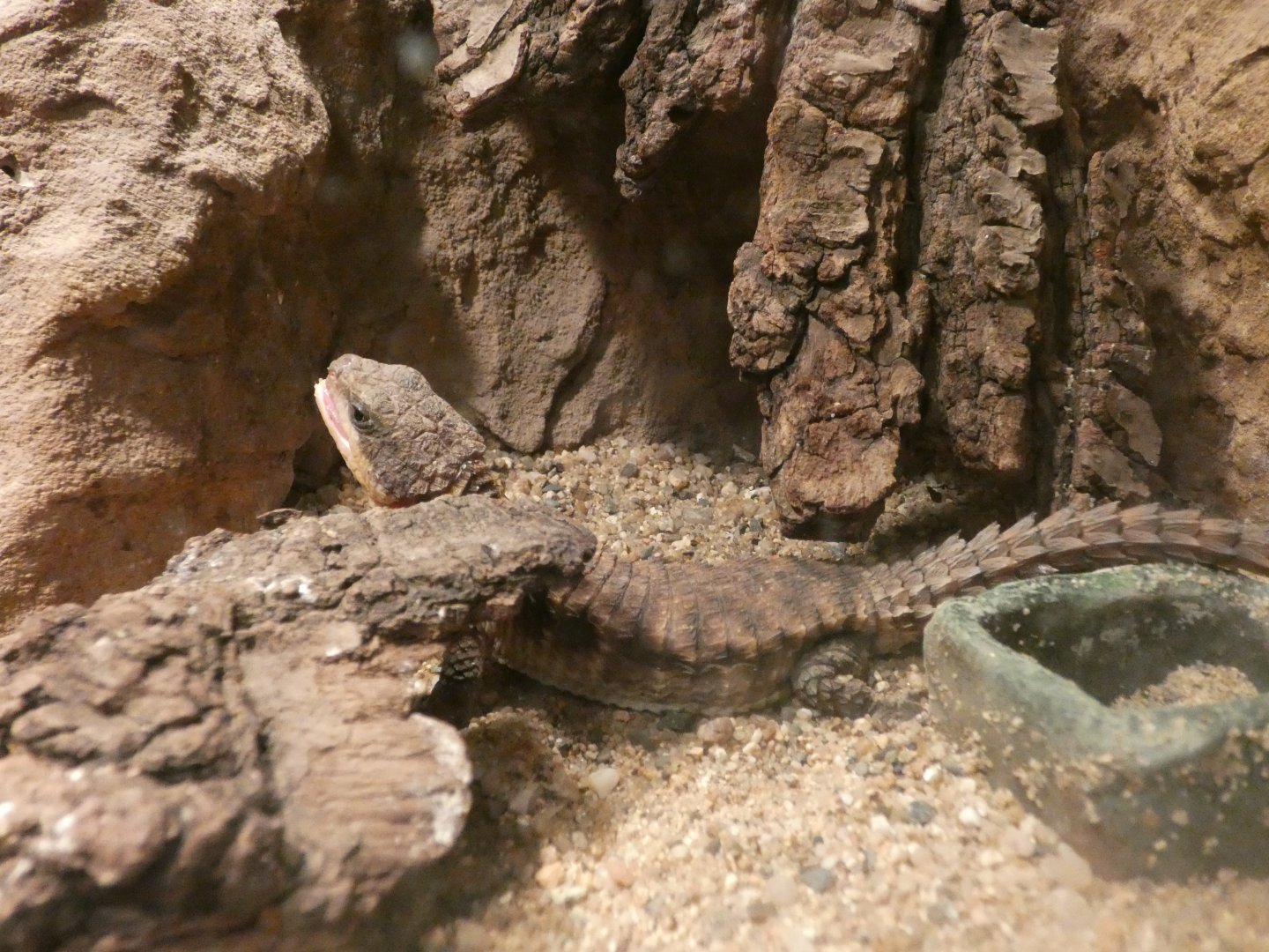 Tropical Girdled Lizard