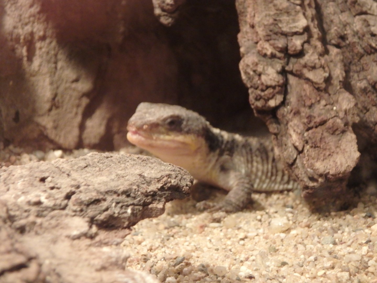 Tropical girdled lizard