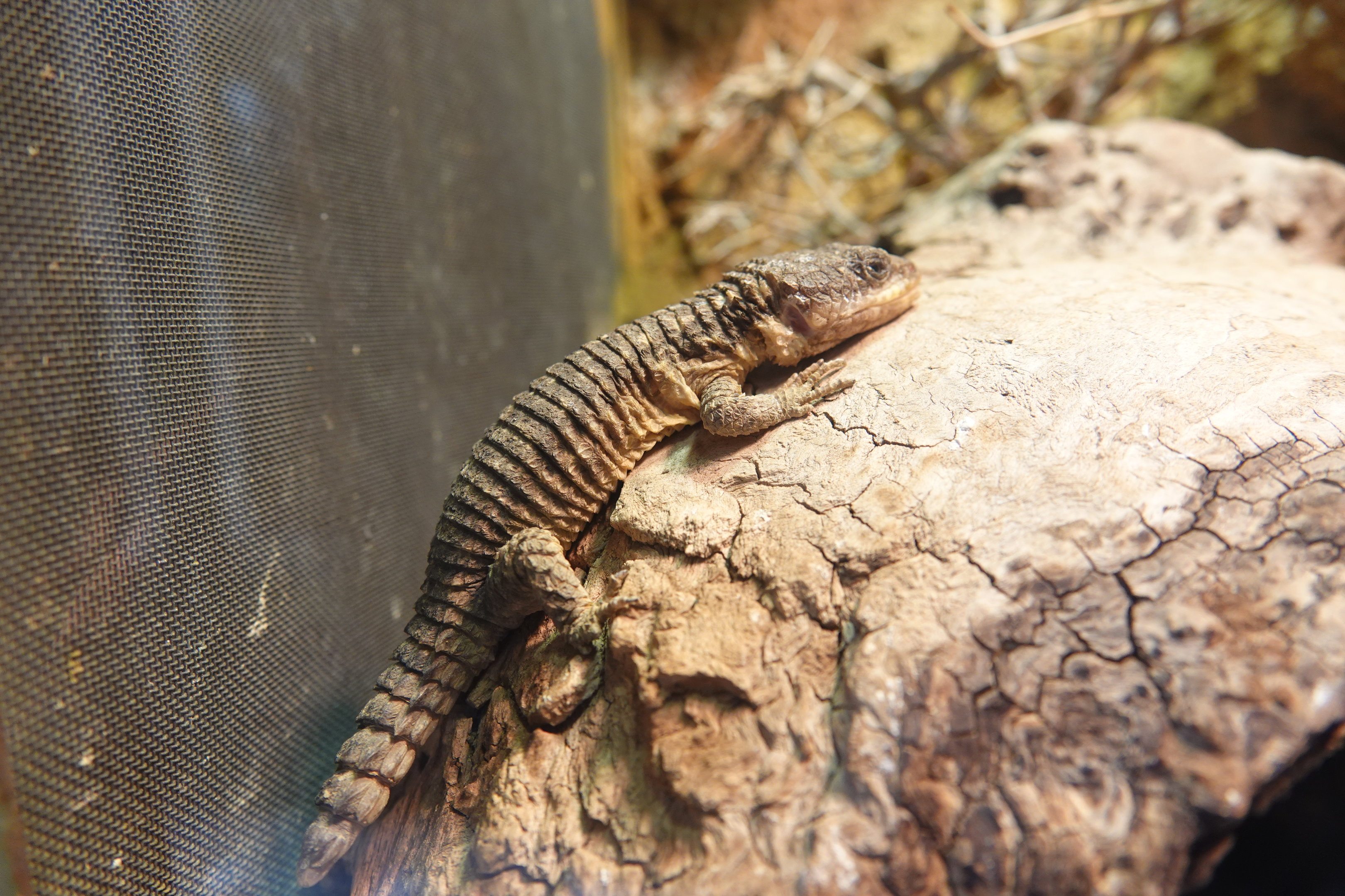 Tropical girdled lizard