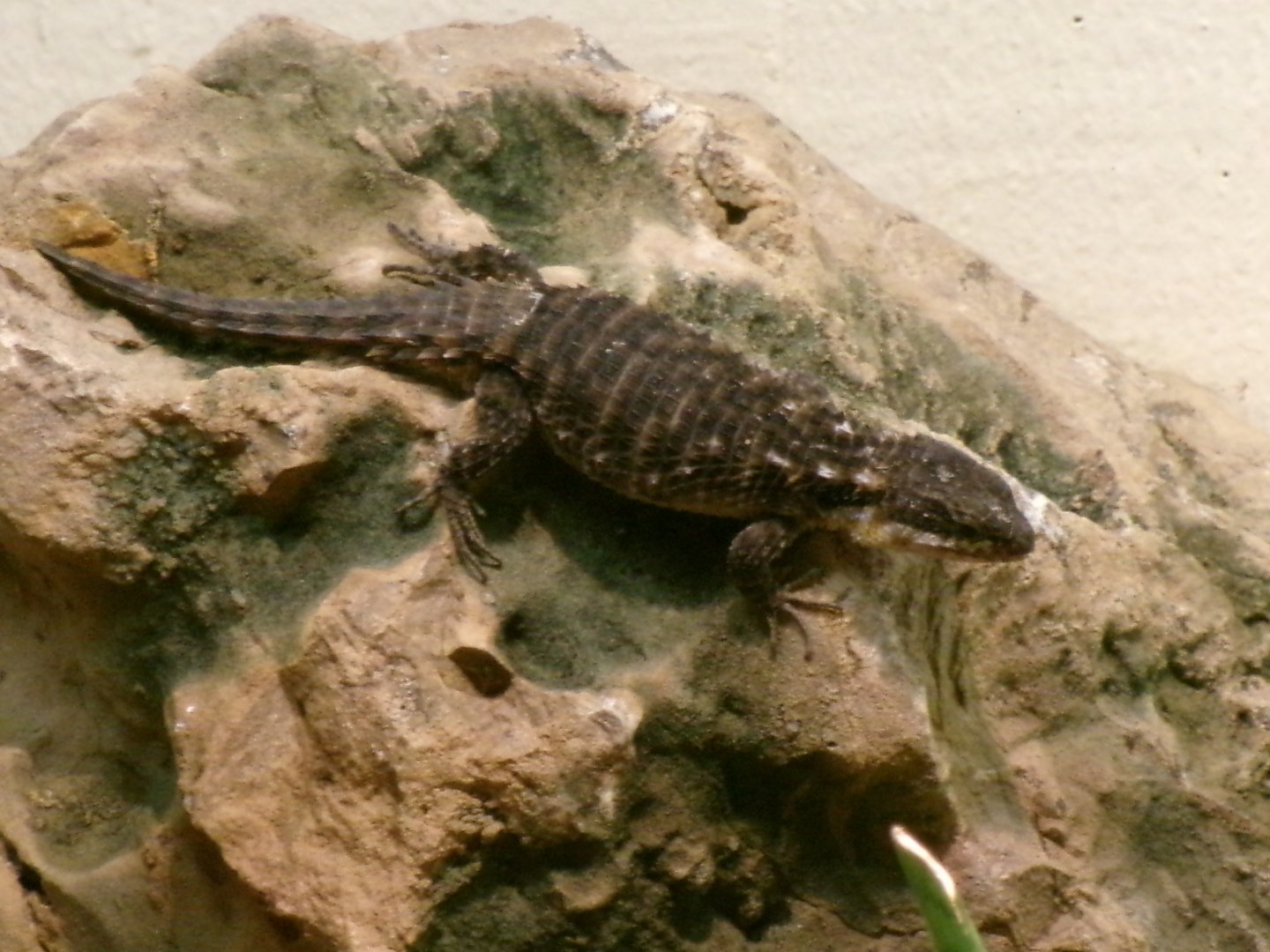Tropical girdled lizard