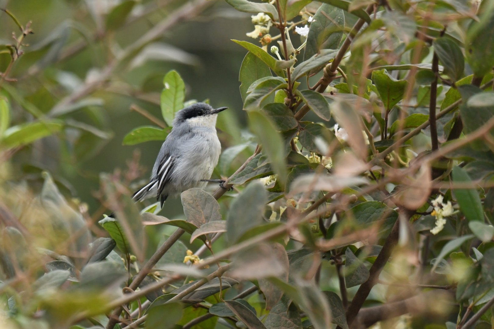 Tropical Gnatcatcher Polioptila plumbea
