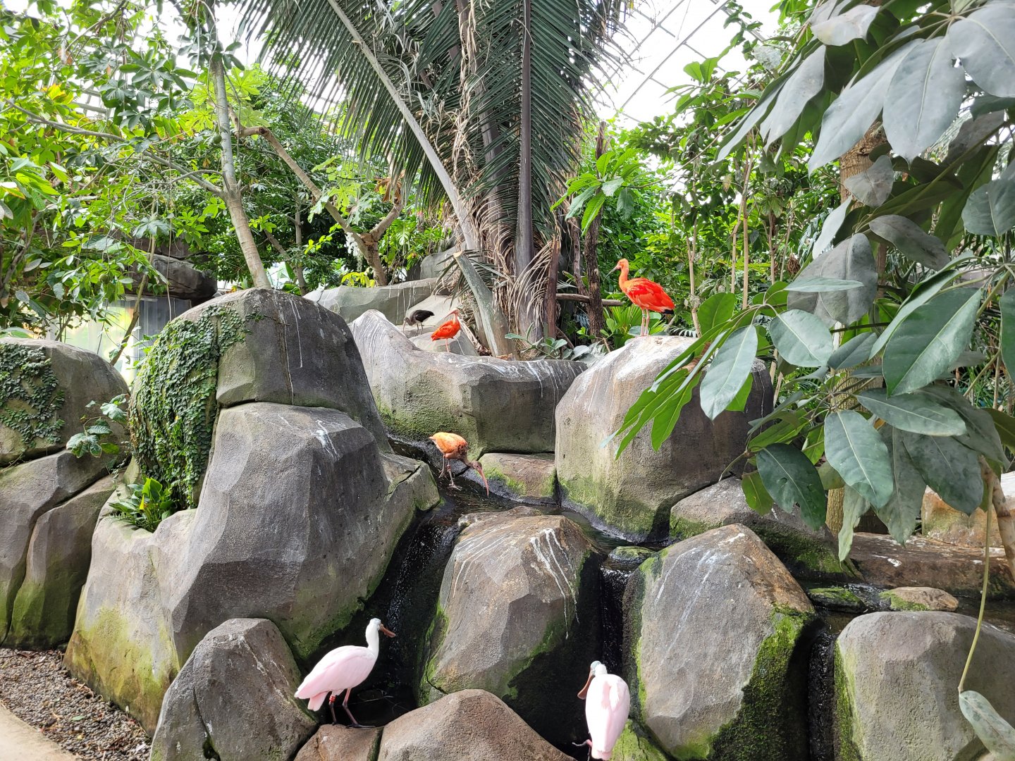 Tropical Greenhouse view -Parc Zoologique de Paris (2022)