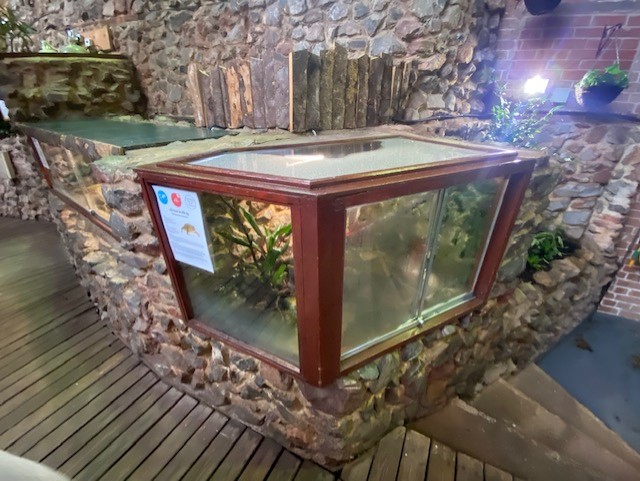 Tropical Hall - African bullfrog exhibit 051122