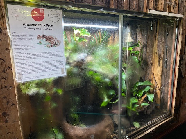 Tropical Hall - Amazon milk frog exhibit 051122