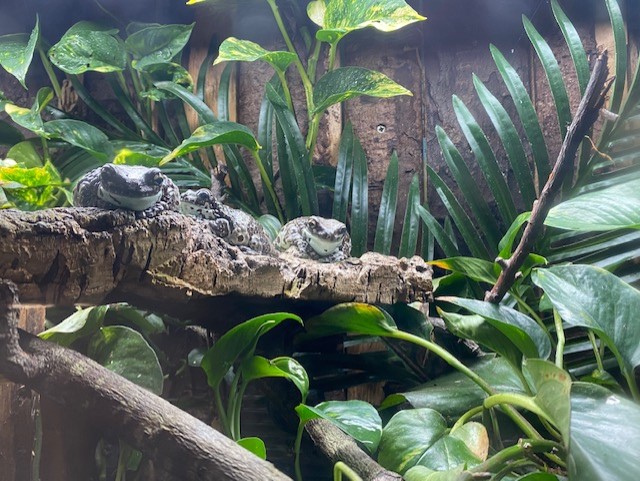 Tropical Hall - Amazon milk frog exhibit 051122