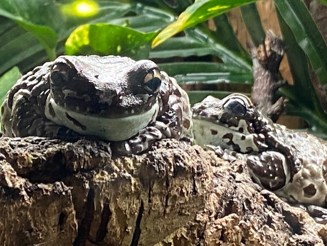 Tropical Hall - Amazon milk frogs 051122