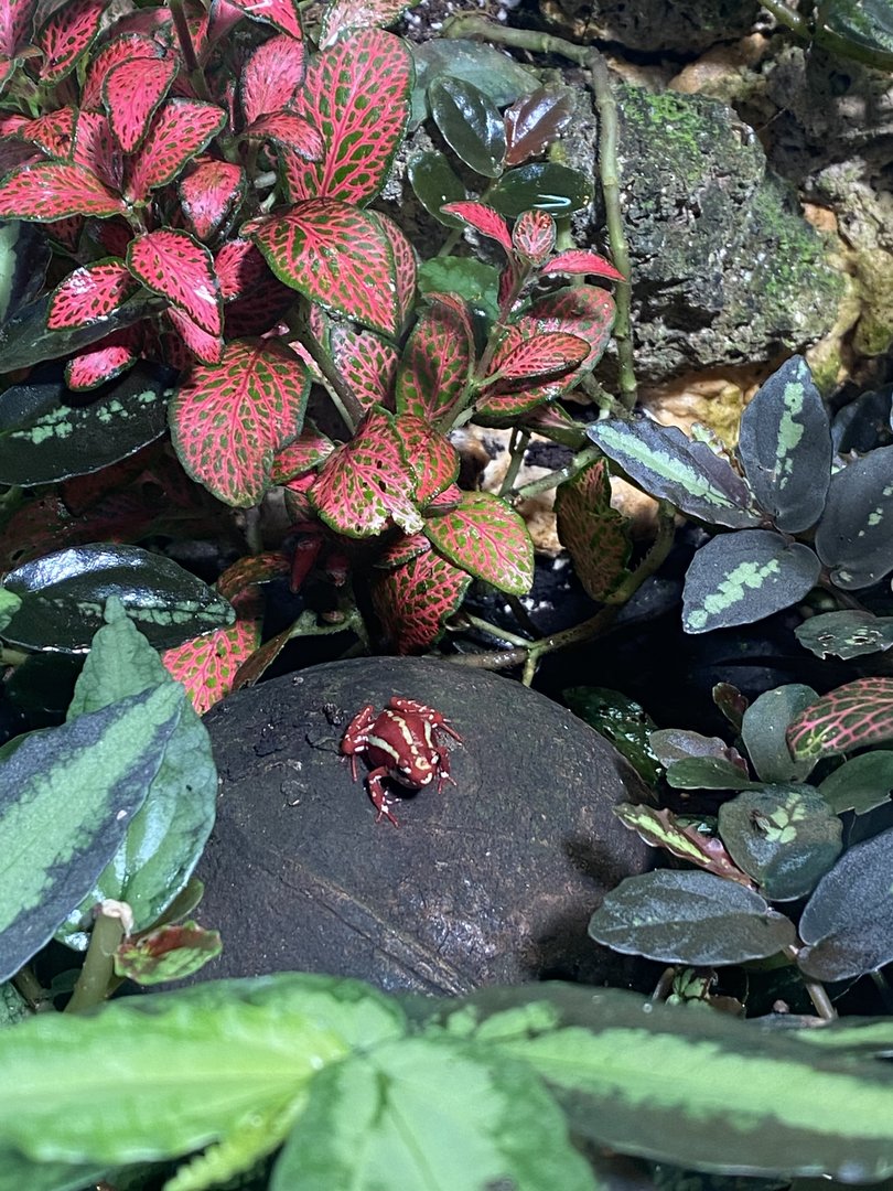 Tropical Hall - Anthonys poison arrow frog 230922