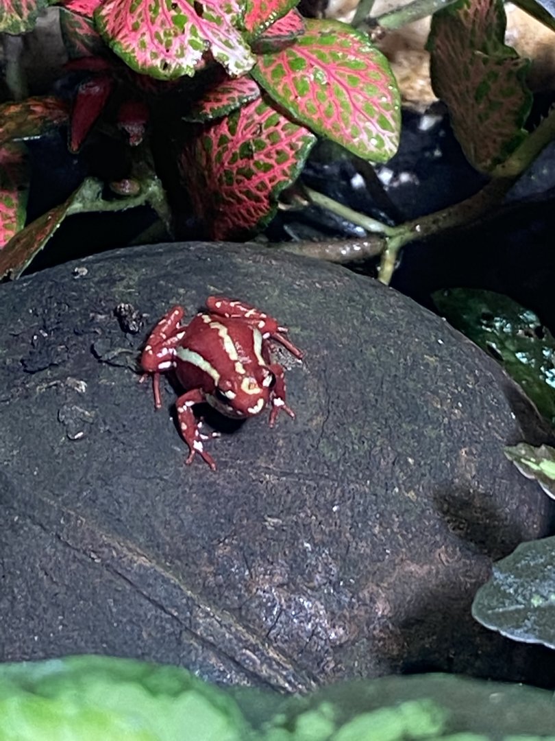 Tropical Hall - Anthonys poison arrow frog 230922