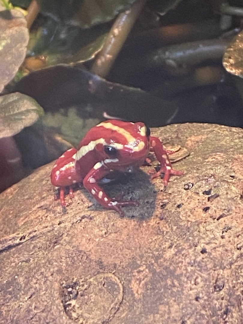 Tropical Hall - Anthonys poison arrow frog 230922
