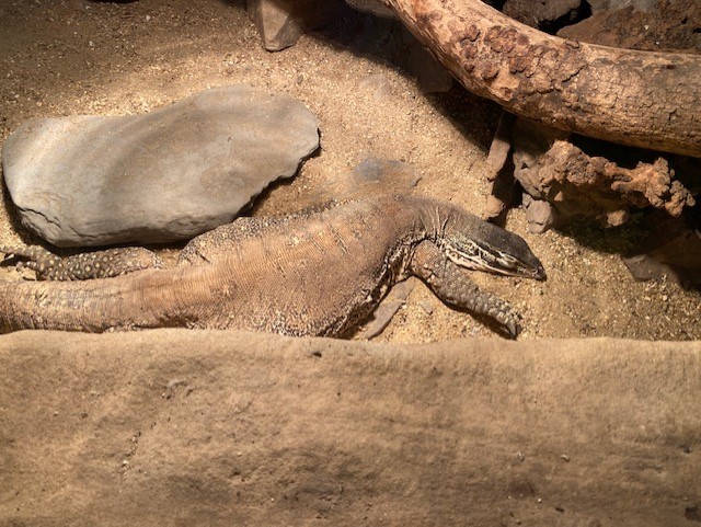 Tropical Hall - Argus monitor 051122