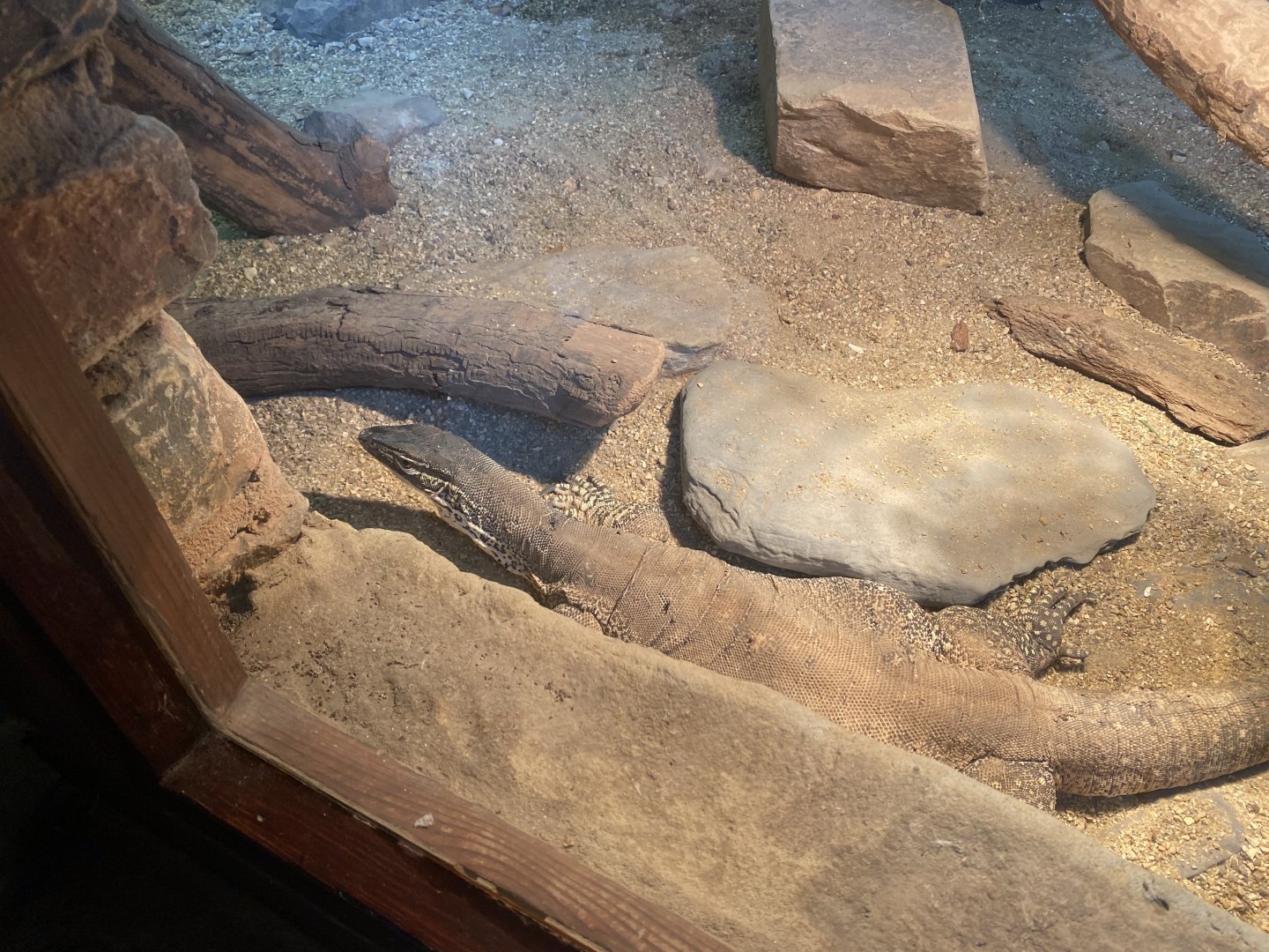 Tropical Hall - Argus monitor 210621