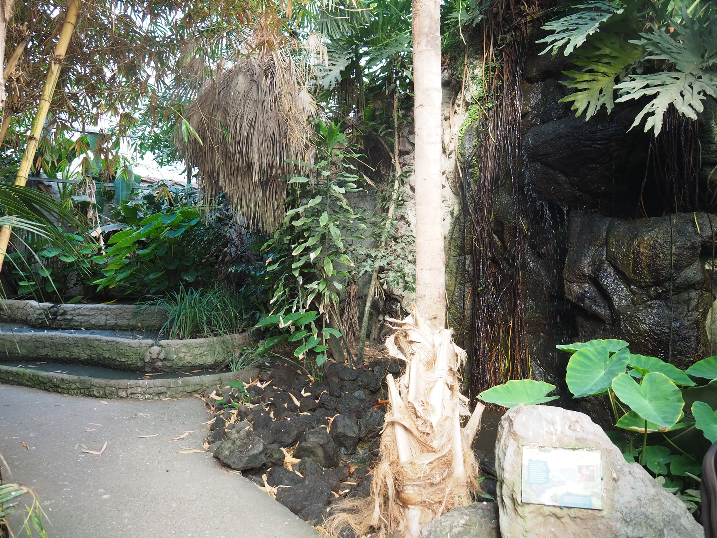 Tropical hall - Asian/Philippines section - Rice paddies and waterfall, 2022-08-28