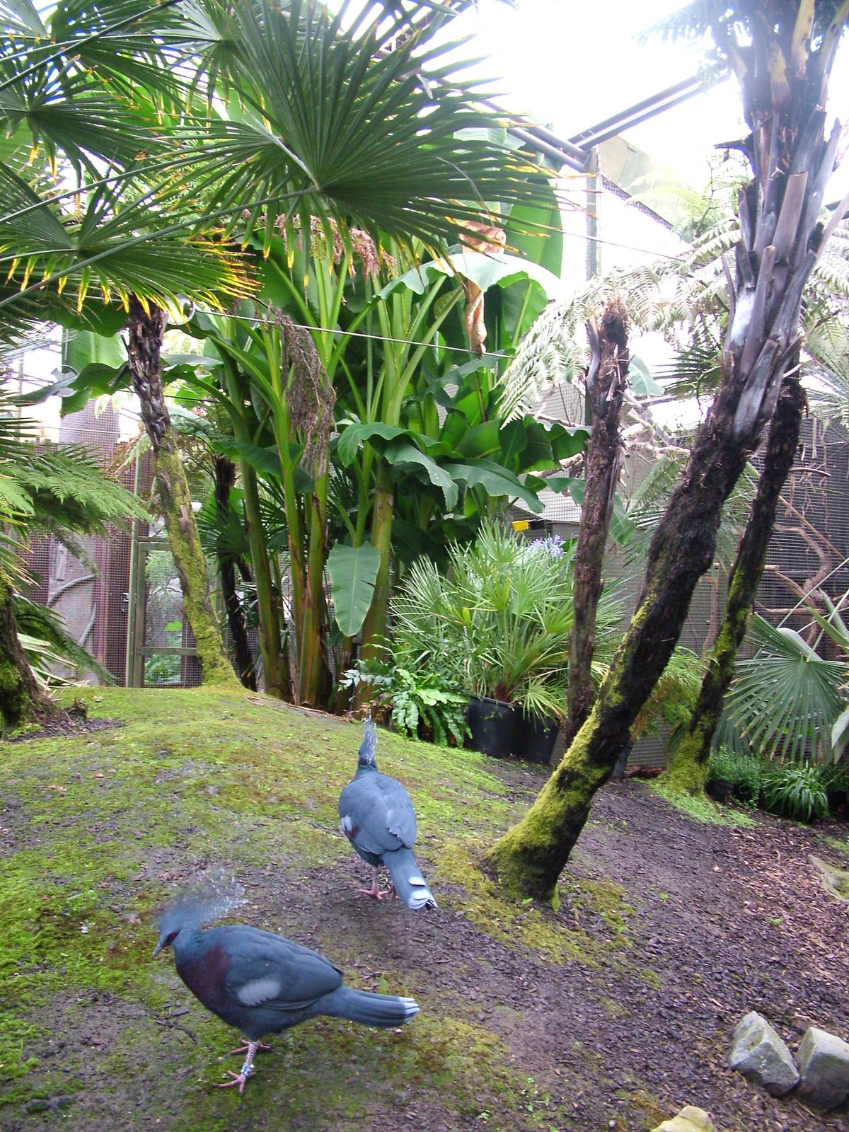 Tropical Hall at the RSCC, 31/07/10