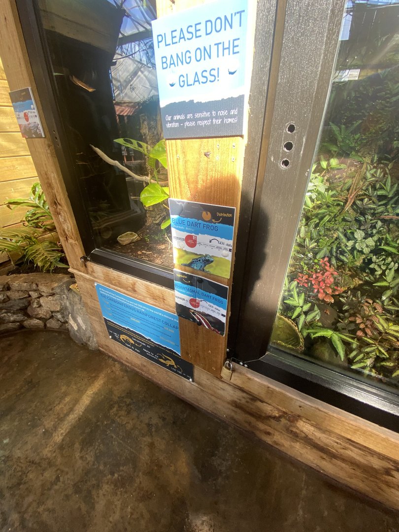 Tropical Hall - Blue poison dart frog and Anthonys poison arrow frog exhibit 230922