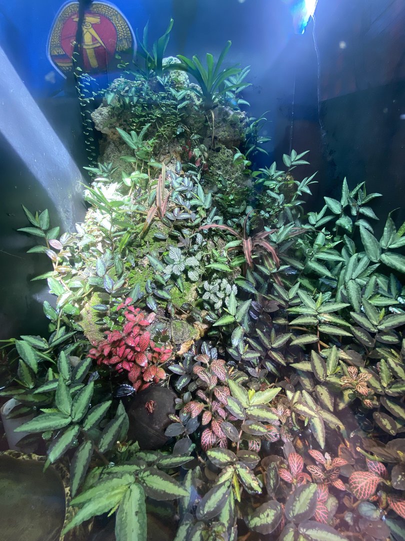 Tropical Hall - Blue poison dart frog and Anthonys poison arrow frog exhibit 230922