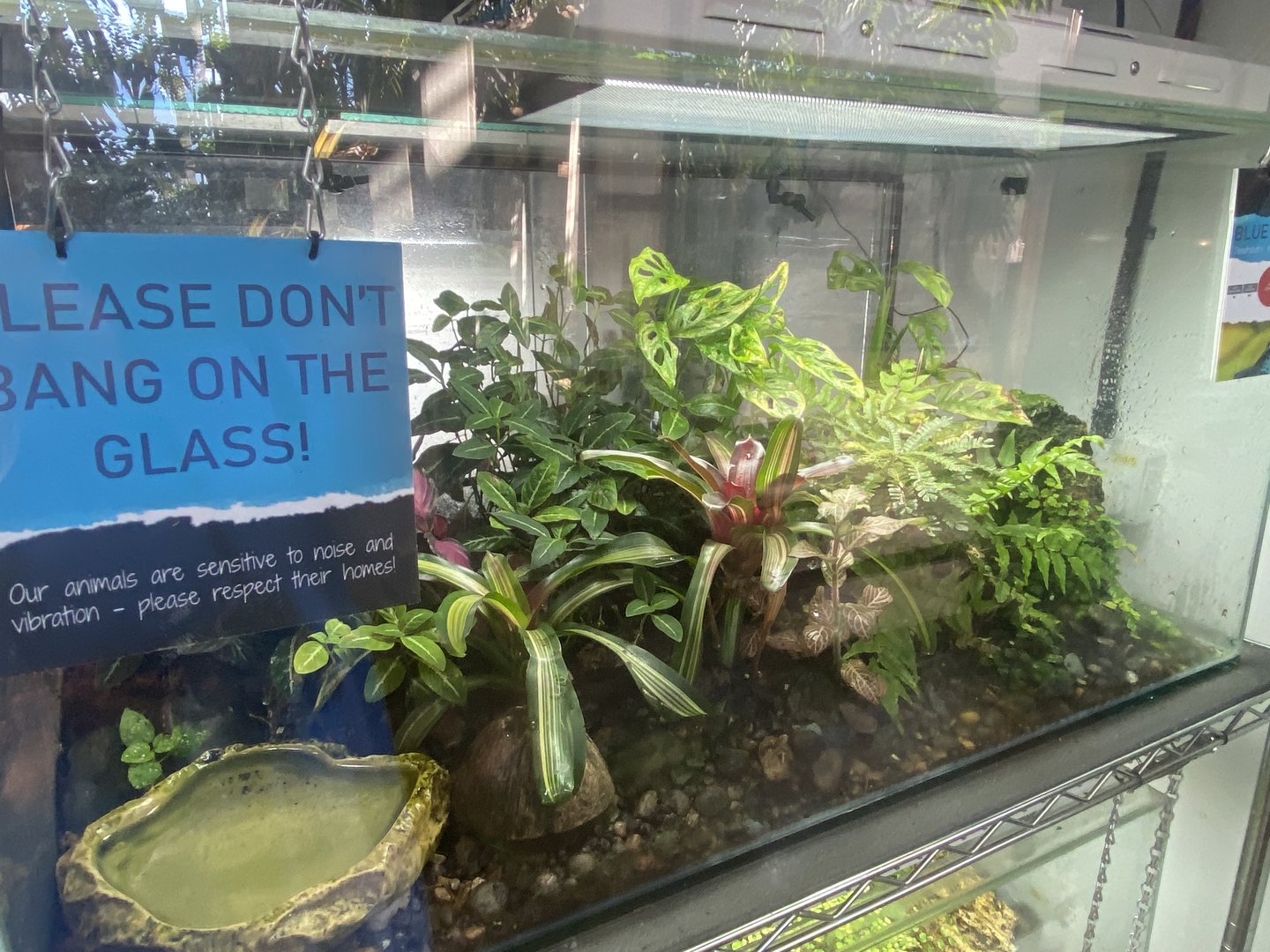 Tropical Hall - Blue poison dart frog exhibit 230922