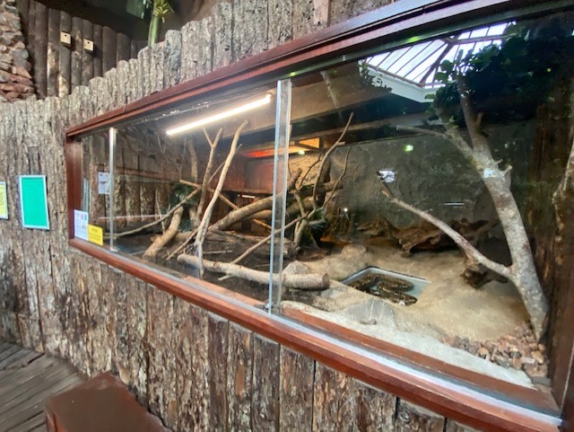 Tropical Hall - Boa constrictor exhibit 051122